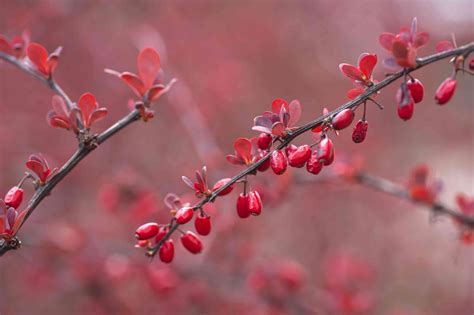 japanese barberry growing conditions.